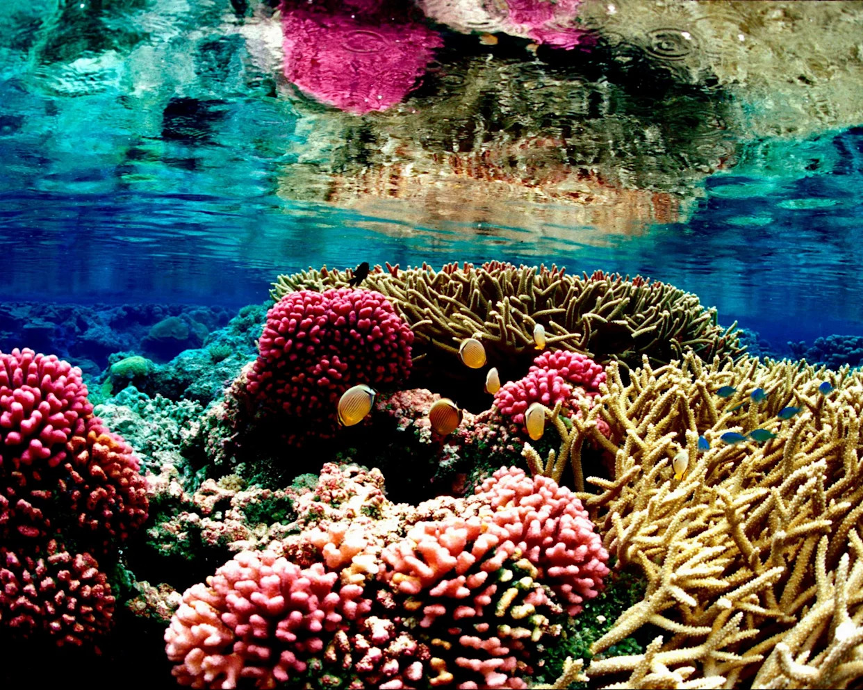 Court overrides Trump officials’ rollback and blocks fishing in Pacific Islands monument