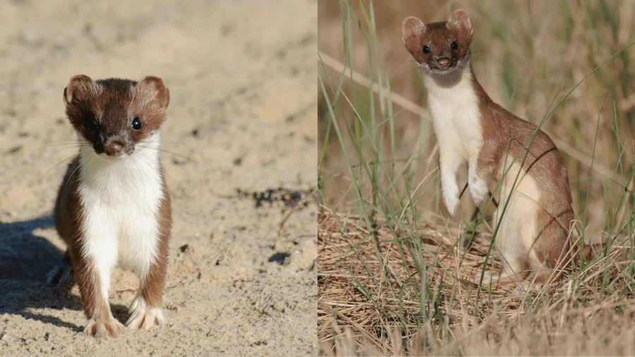 Tiny and Ferocious: The presence of weasels in New Mexico