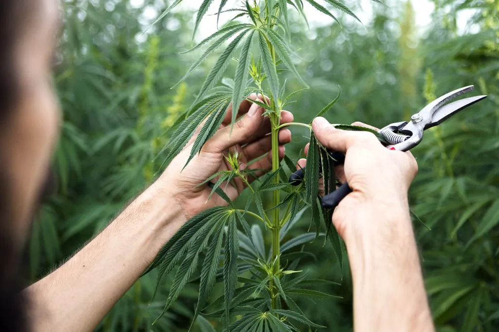 Joint commission hears roadmaps for Virginia’s retail cannabis rollout