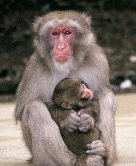 仲間の死、サルも悼む?　死骸に近づき毛づくろいも　大阪大