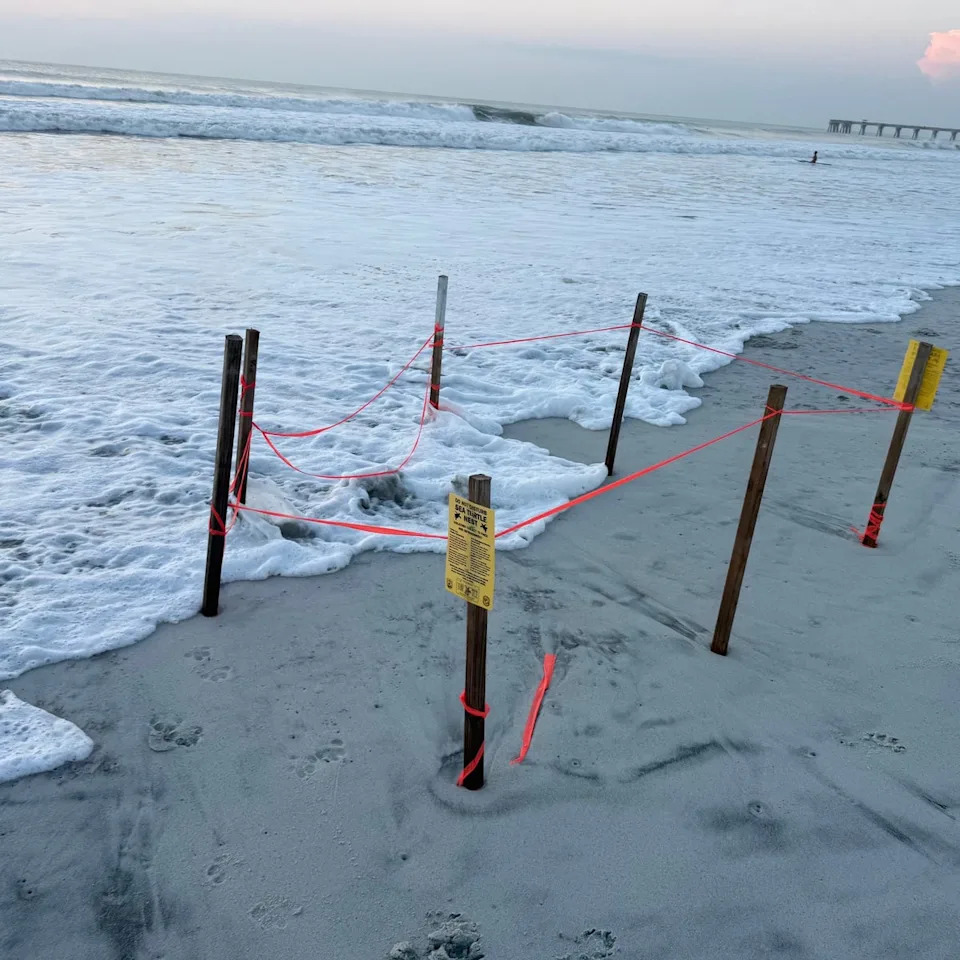 The Beaches Sea Turtle Patrol said that 23 hatchlings were mauled by a dog in a ferocious attack last week (The Beaches Sea Turtle Patrol)