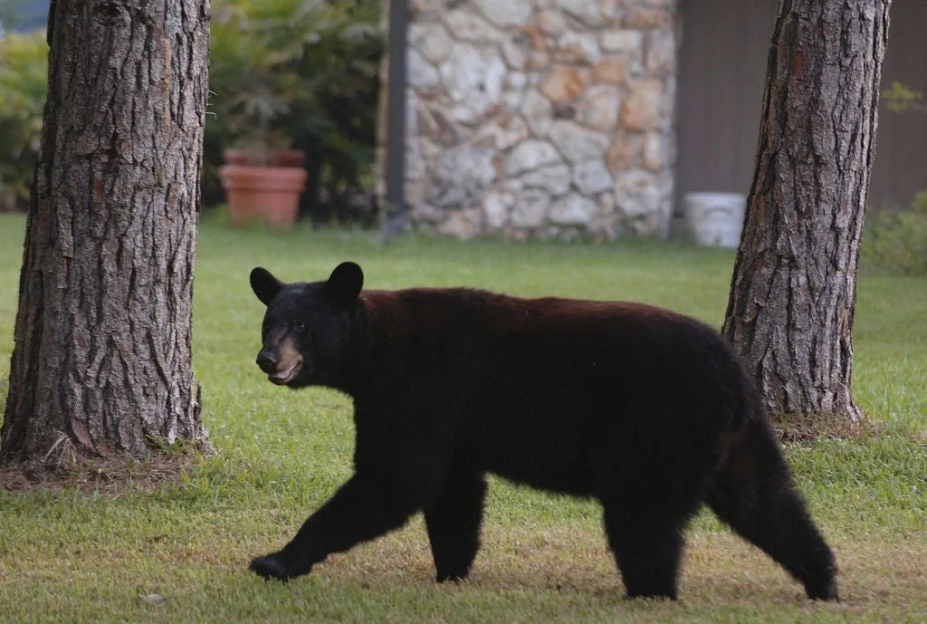 Florida approves first black bear hunt in a decade