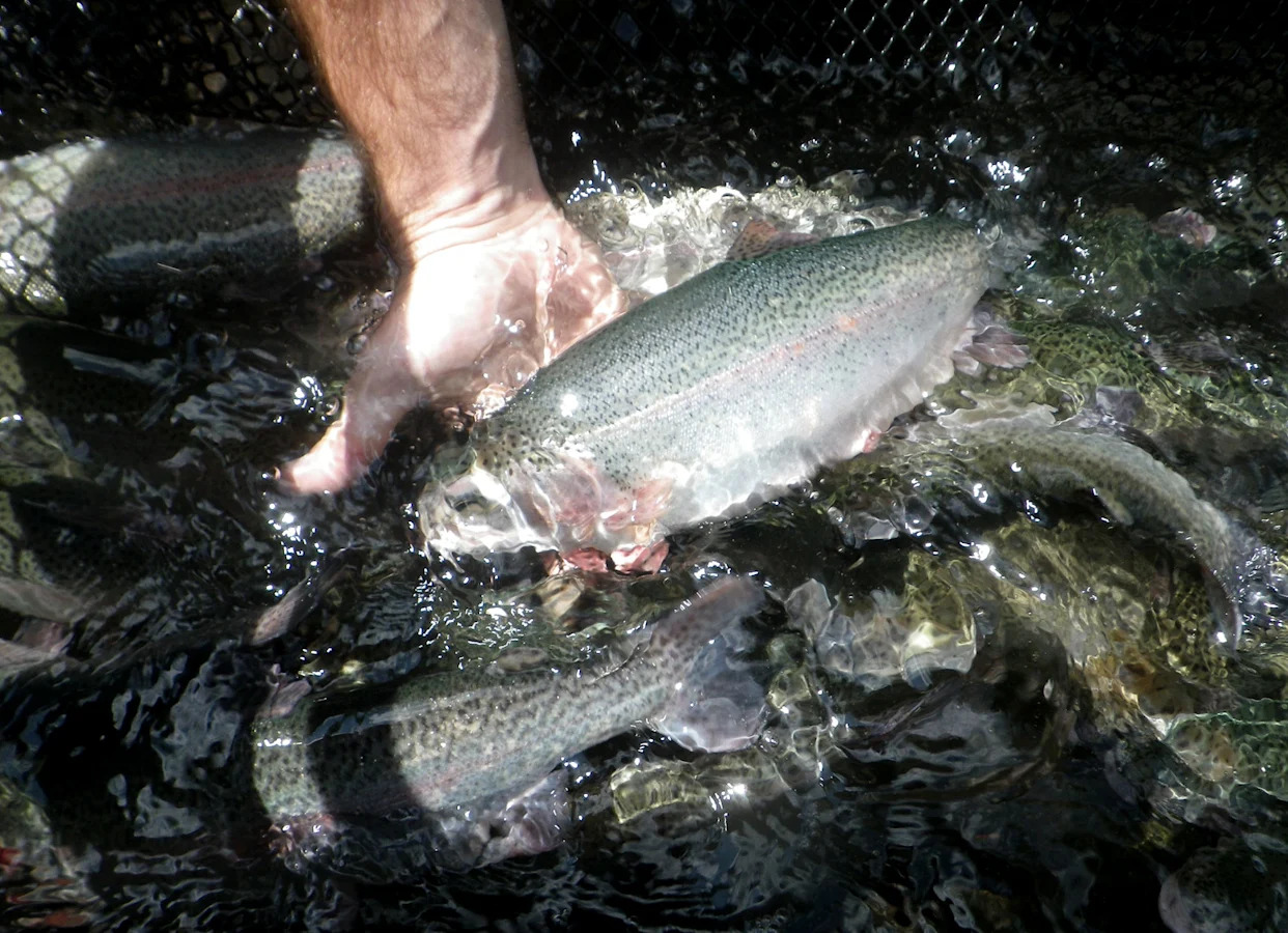 A fisheries official reaches into a net filled with stocker rainbow trout.