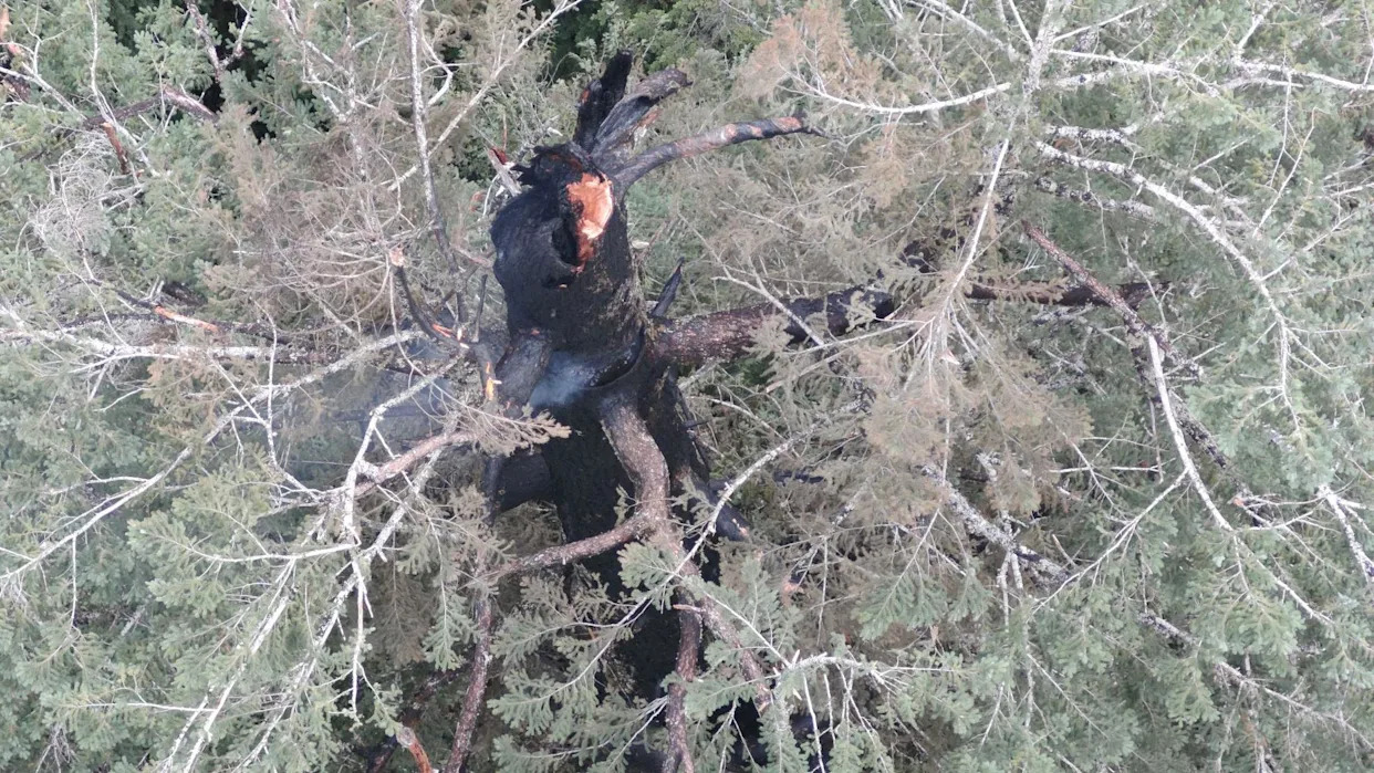 Oregon crews race to douse fire in one of the world's tallest trees