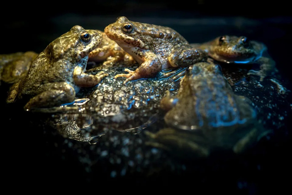 Southern Mountain Yellow-legged Frog Breeding Program At LA Zoo