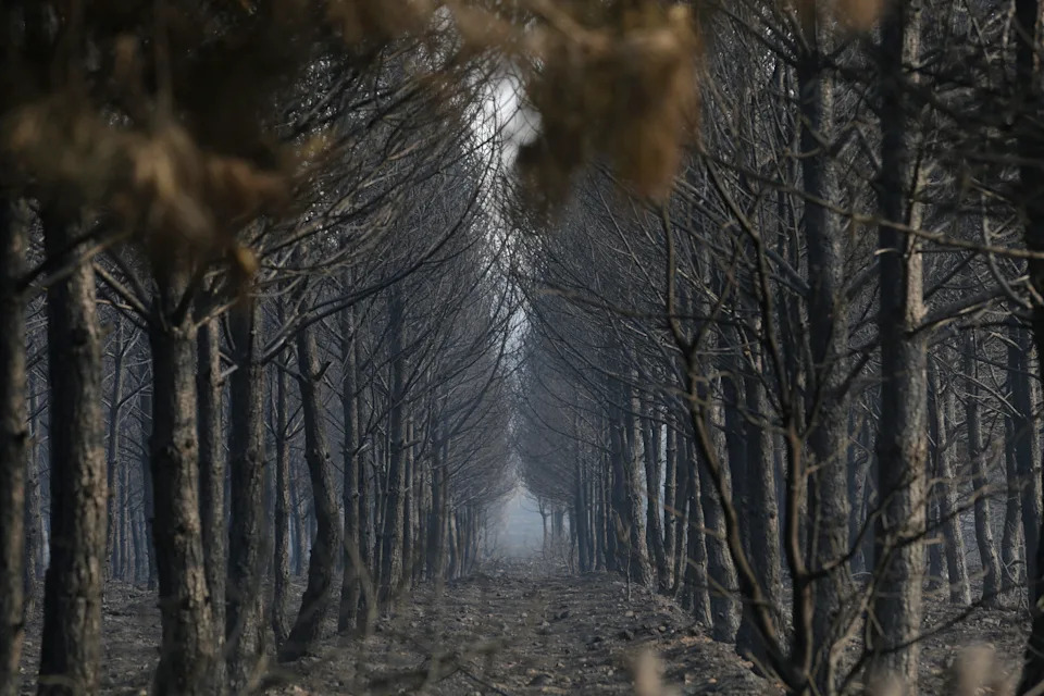 Rows of scorched trees