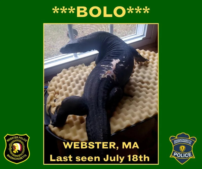 “Goose” the water monitor lizard missing from Massachusetts last seen in Thompson, Connecticut.