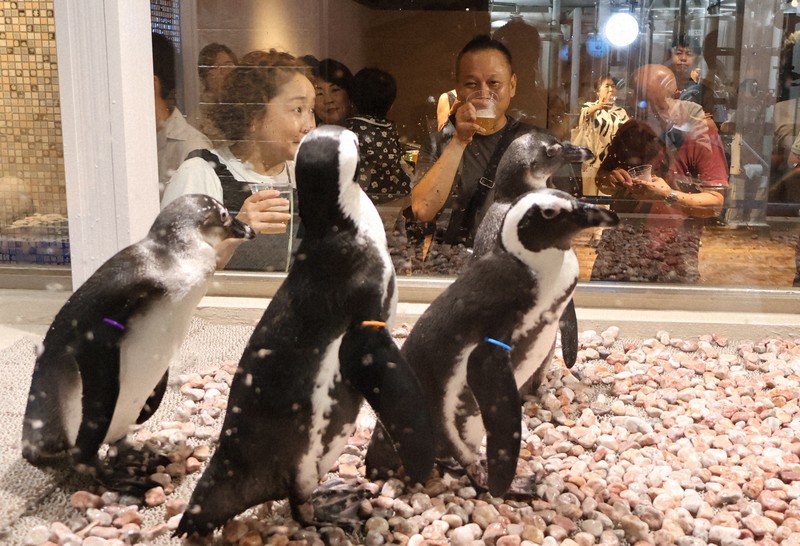 ペンギンを見ながらビールを味わう客たち＝静岡県沼津市大手町のONE　DROPで2025年8月12日午後3時18分、石川宏撮影