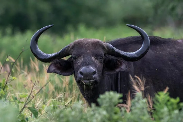 A buffalo with large curved horns stands in tall grass, looking directly at the camera