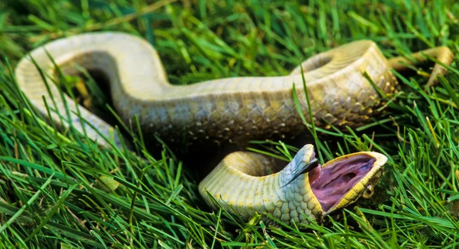 Kentucky is home to 33 kinds of snakes; which ones are venomous?