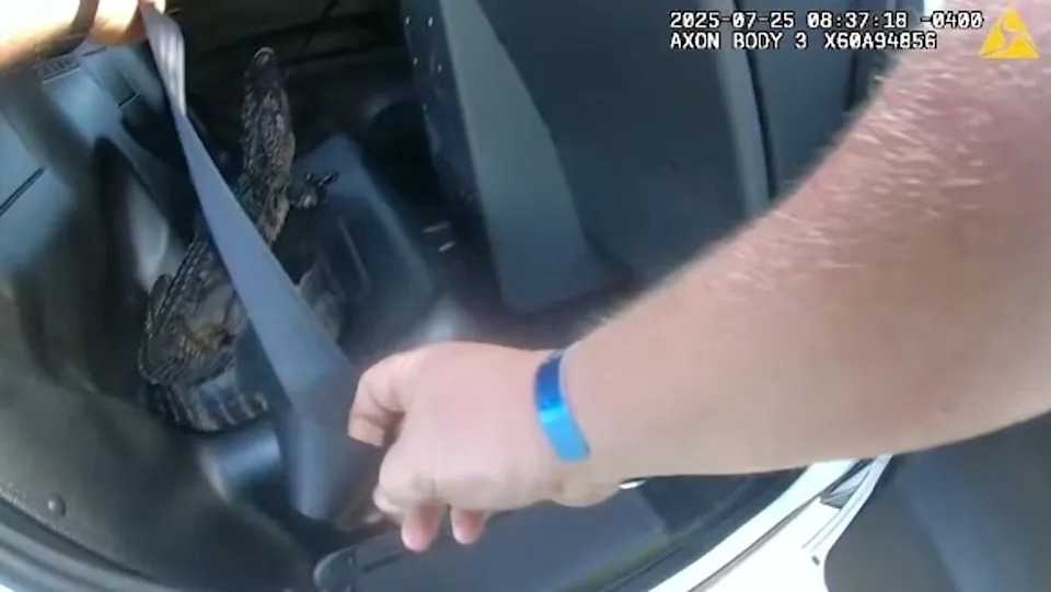 For extra safety the deputy buckled the gator into its seat (St. Johns County Sheriff's Office)
