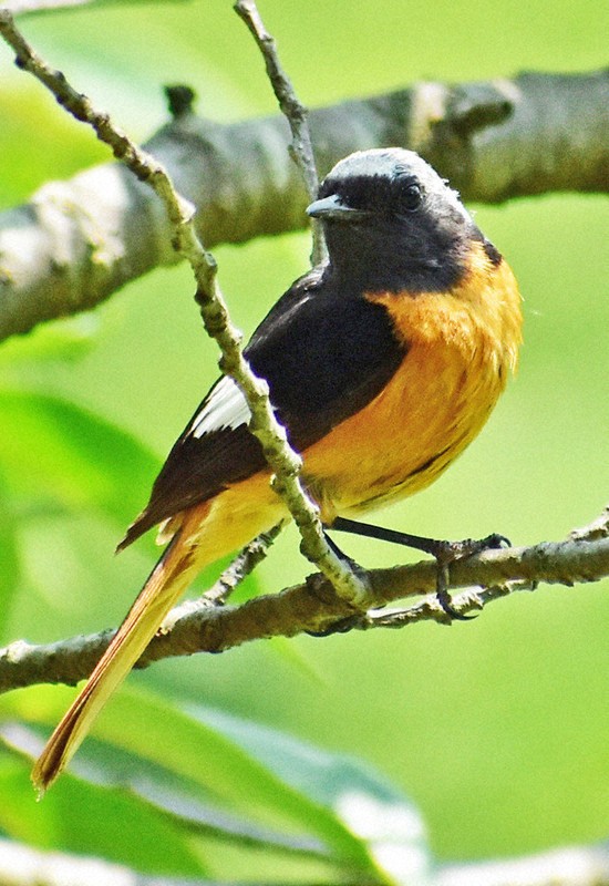 夏なのに…冬鳥ジョウビタキ、各地で目撃情報　北に渡らず国内繁殖か