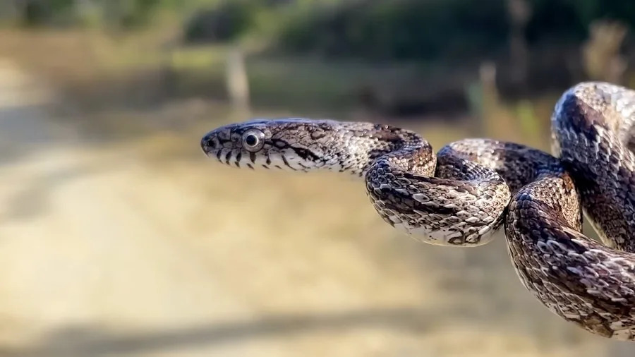 The gray ratsnake or gray rat snake (Pantherophis spiloides) (Banu R | Getty Images)