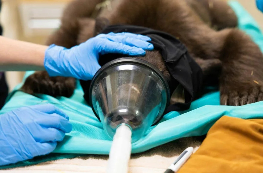 A black bear cub trio was rescued from the hills in Northern California and transported to a wildlife center in Southern California for treatment.