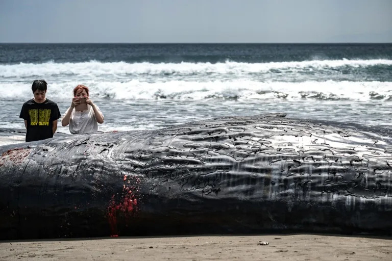 Japan lifts tsunami advisory after Russia quake