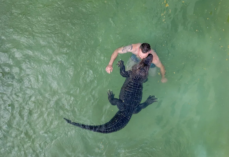 A person swims with an alligator in a pool.