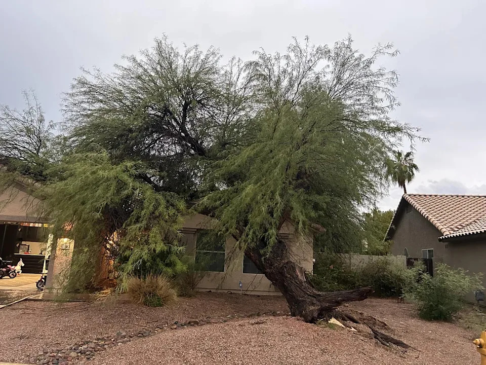 Tree grows through roof of a house, bending over and partially blocking the front entrance. Desert-style landscaping surrounds the house