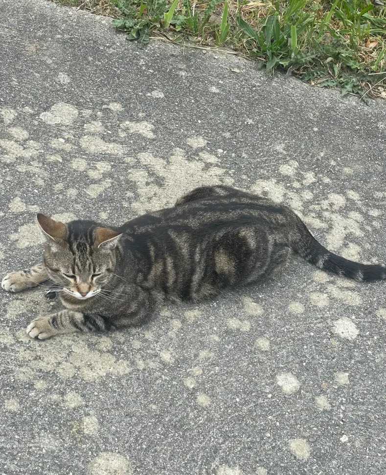 Reddit page displaying a post about finding a random cat at a school, with comments showing user interaction and community details