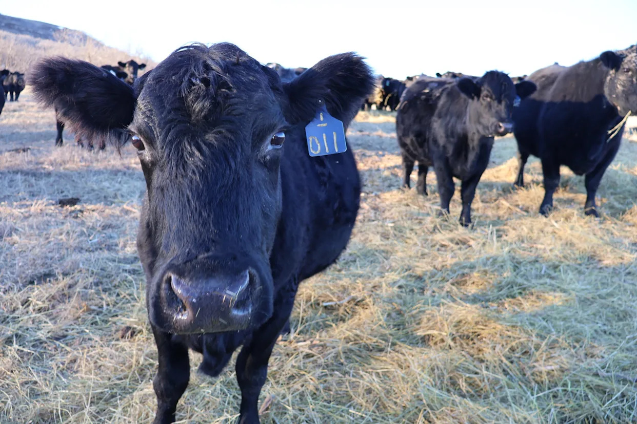 State says North Dakota Beef Commission lawsuit should be dismissed
