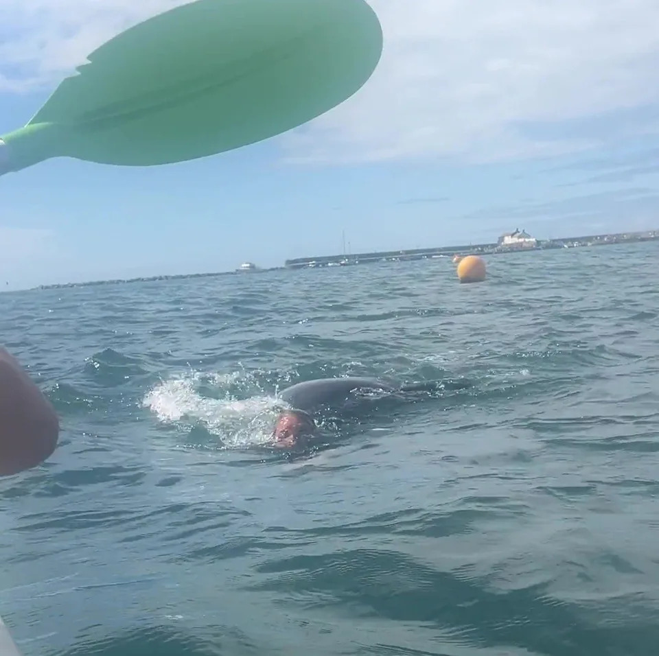 Kayaker Rhys Paterson filmed the dolphin in Lyme Bay before having to go to the rescue of two swimmers