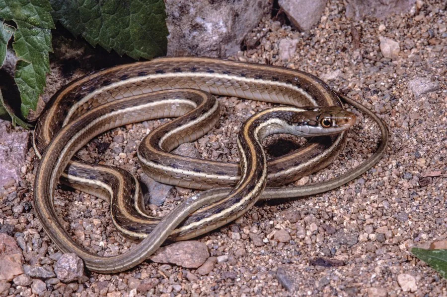 Thamnophis proximus (R. Andrew Odum | Getty Images)