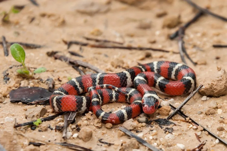 A close up of a Scarlet Kingsnake in Florida. (JasonOndreicka)