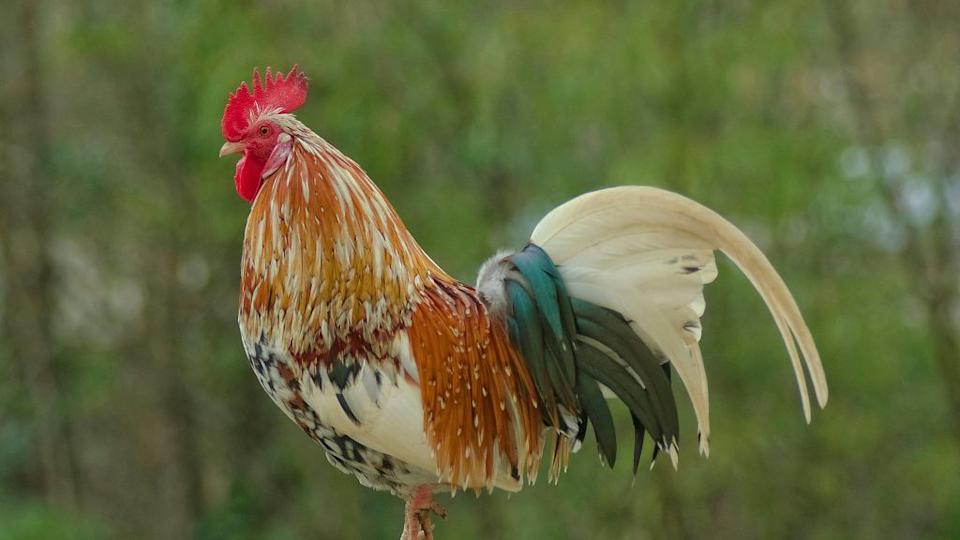 De proyecto escolar a fenómeno viral: la historia de Cacahuete, el gallo que emociona al mundo