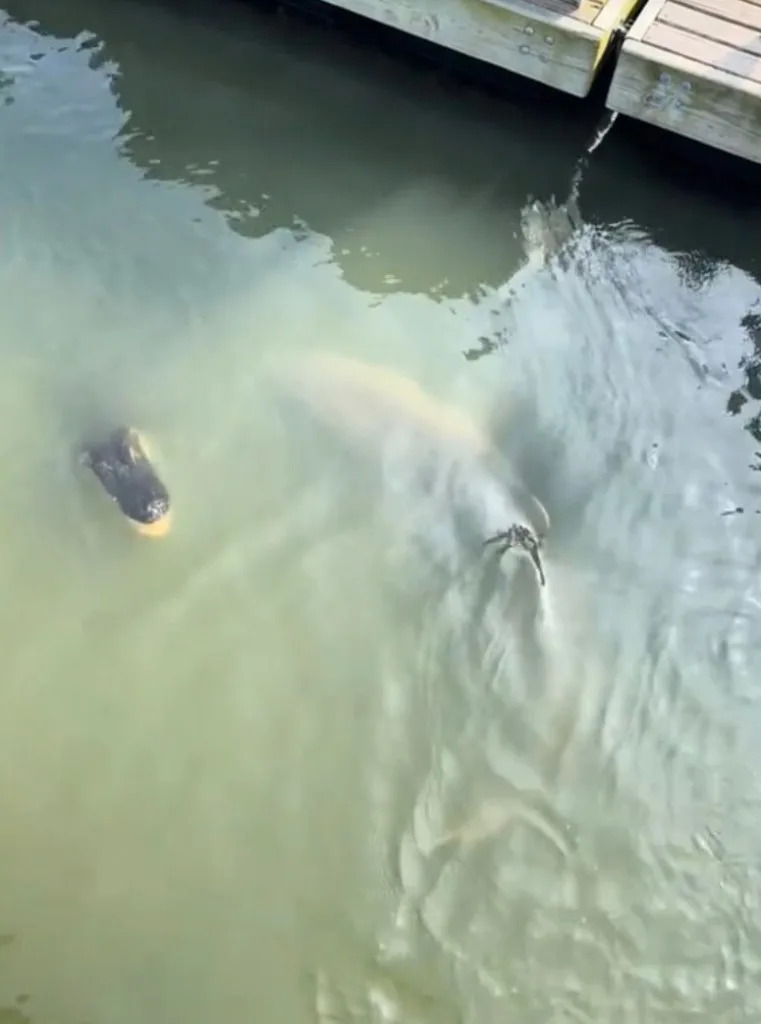 An alligator and a group of sharks were spotted swimming together in South Carolina. @ginaroseathans/TikTok