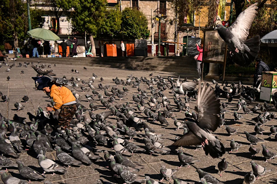 Is it illegal to scare a pigeon in Massachusetts? You could face jail time
