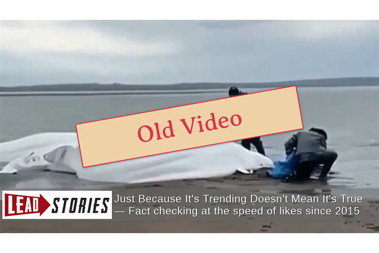 Fact Check: Video Showing Five Stranded Beluga Whales Was NOT Filmed Just Before 2025 Kamchatka Earthquake 