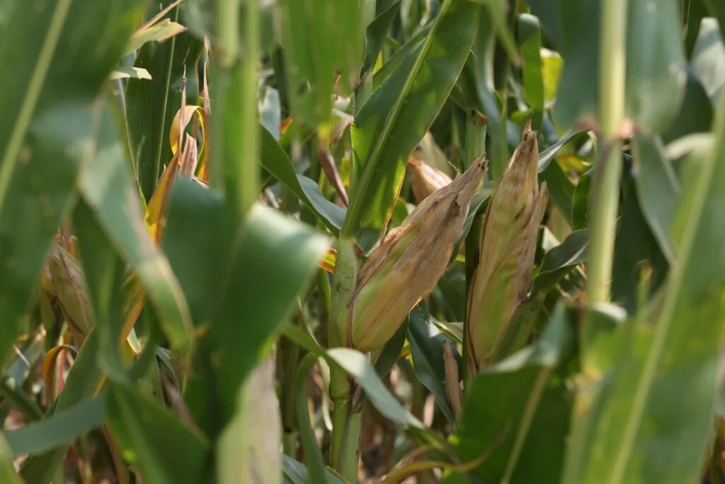 Growing crop supply and weakened foreign demand are hurting South Dakota’s economy, council says