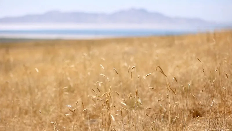 Utah narrowly missed its driest July on record. Can this week break its dry stretch?