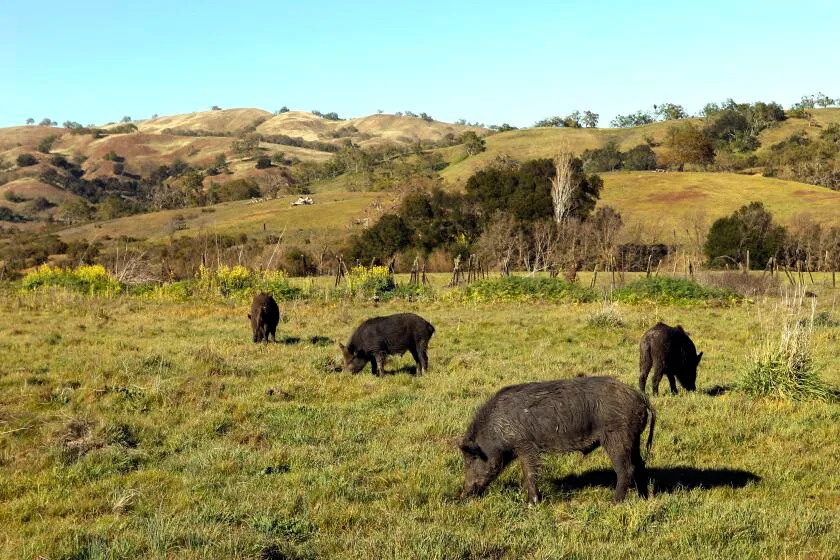 Wild pigs' flesh turning 'neon blue' in California. Authorities are sounding the alarm