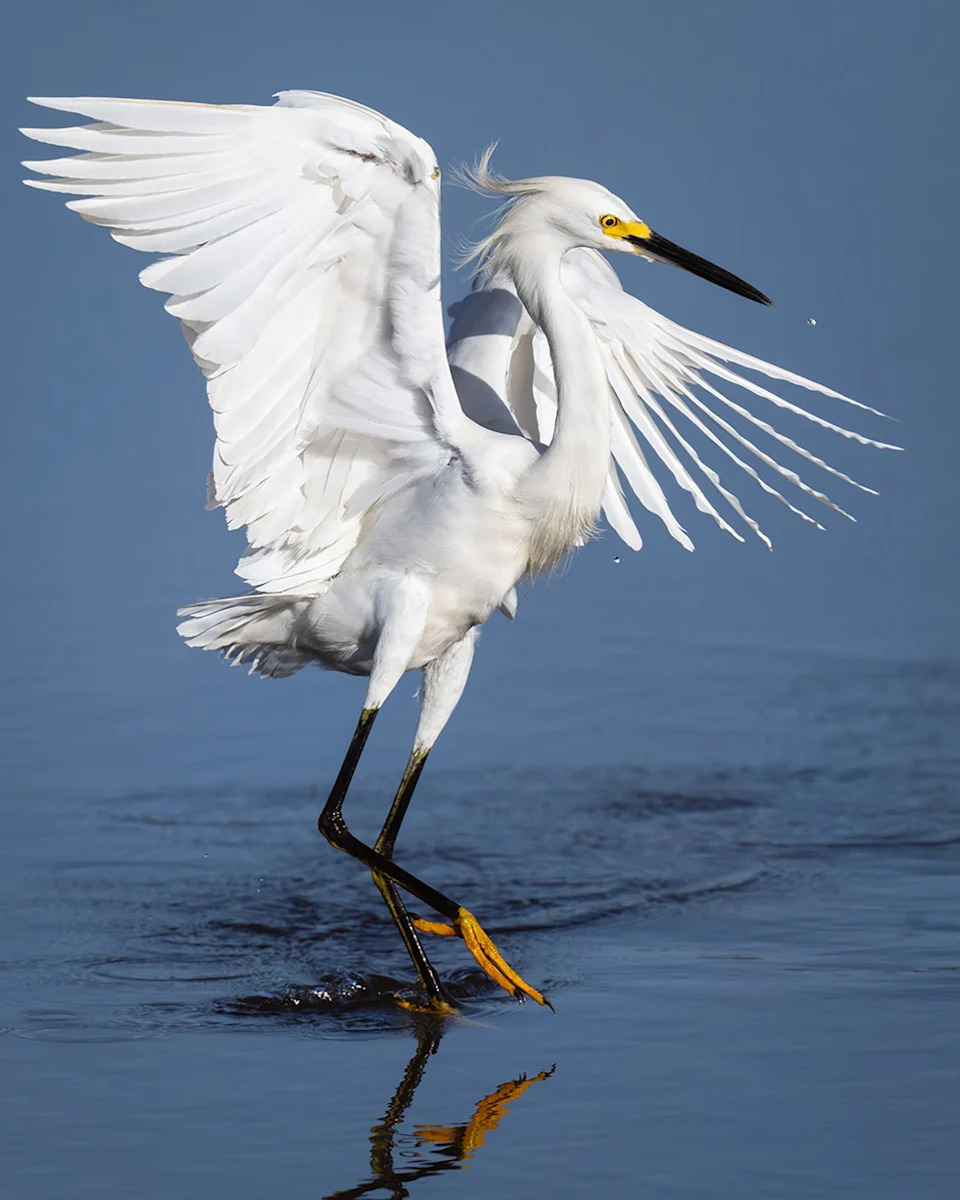 Snowy egret dances in the wind off Daniels Road in Fort Myers. Shot with Nikon Z9 and Nikon 700mm lens (500mm lens + 1.4x teleconverter).