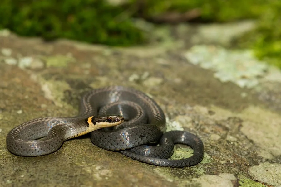 A close-up of a ringneck snake. (JasonOndreicka | Getty Images)