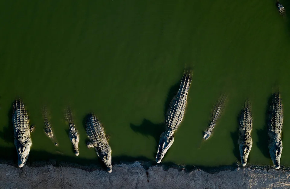 200 crocodiles killed after reptiles resorted to "cannibalistic behavior"