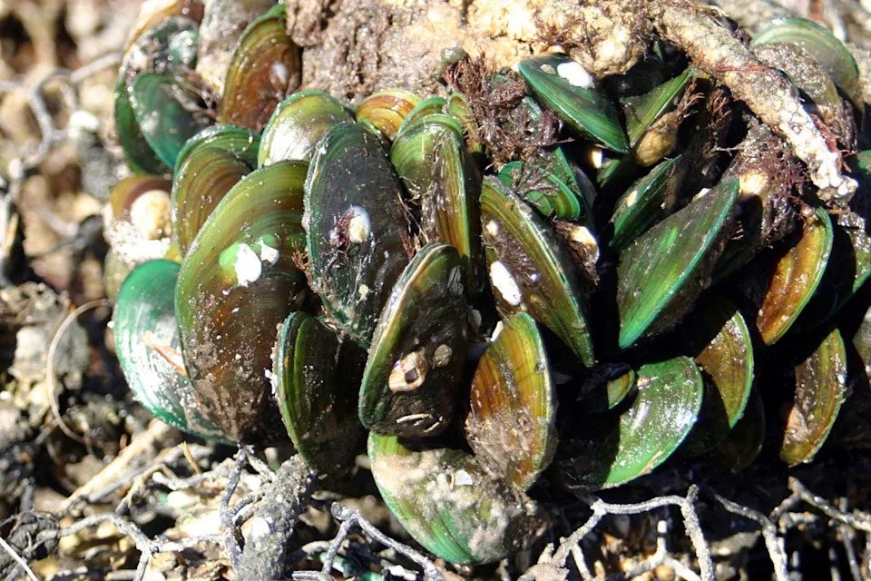 The Asian green mussel has turned up under the Blue Heron Bridge in Riviera Beach, the U.S. Geological Survey says — apparently the first South Florida appearance of a shellfish that has clogged power-plant intakes and fouled navigation buoys around the glob. The species was first reported in the United States in Tampa Bay in 1999 and has since muscled its way from the Panhandle south to Naples, and along the east coast from Indian River Lagoon to South Carolina. The USGS is asking people to go online to report any further sightings.