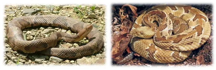 Pictured above are the Eastern Copperhead by Linh Phu (left); Timber Rattlesnake by Scott Smith (right).
