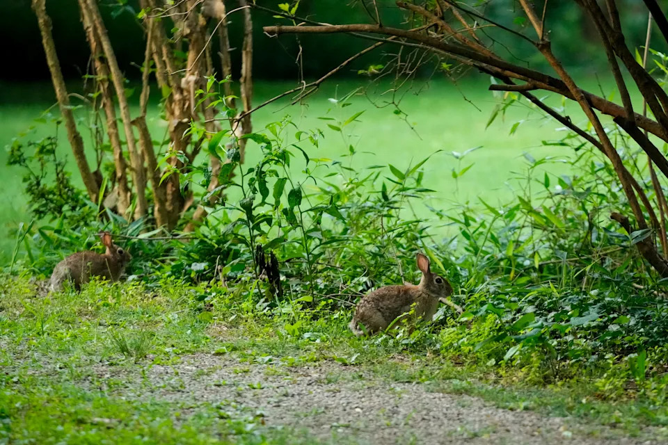 The Ohio Department of Natural Resources uses a Rural Mail Carrier Survey to track Ohio’s rabbit population.