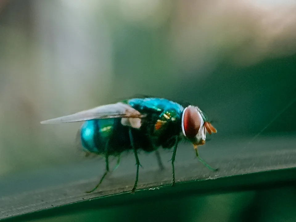 Ramdan Fatoni/Getty Images - PHOTO: Cochliomyia hominivorax, the New World screw-worm fly, or screw-worm for short, is a species of parasitic fly that is well known for the way in which its larvae (maggots) eat the living tissue.