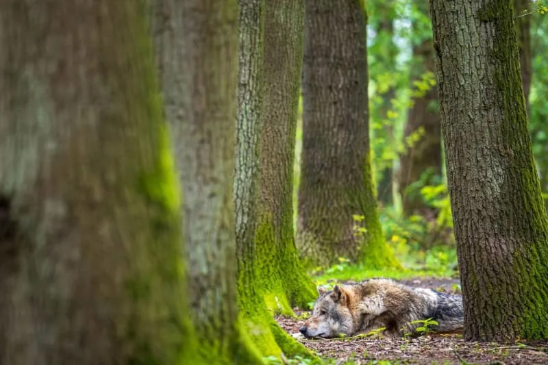 Where are wolves roaming in California? Online map lets you see