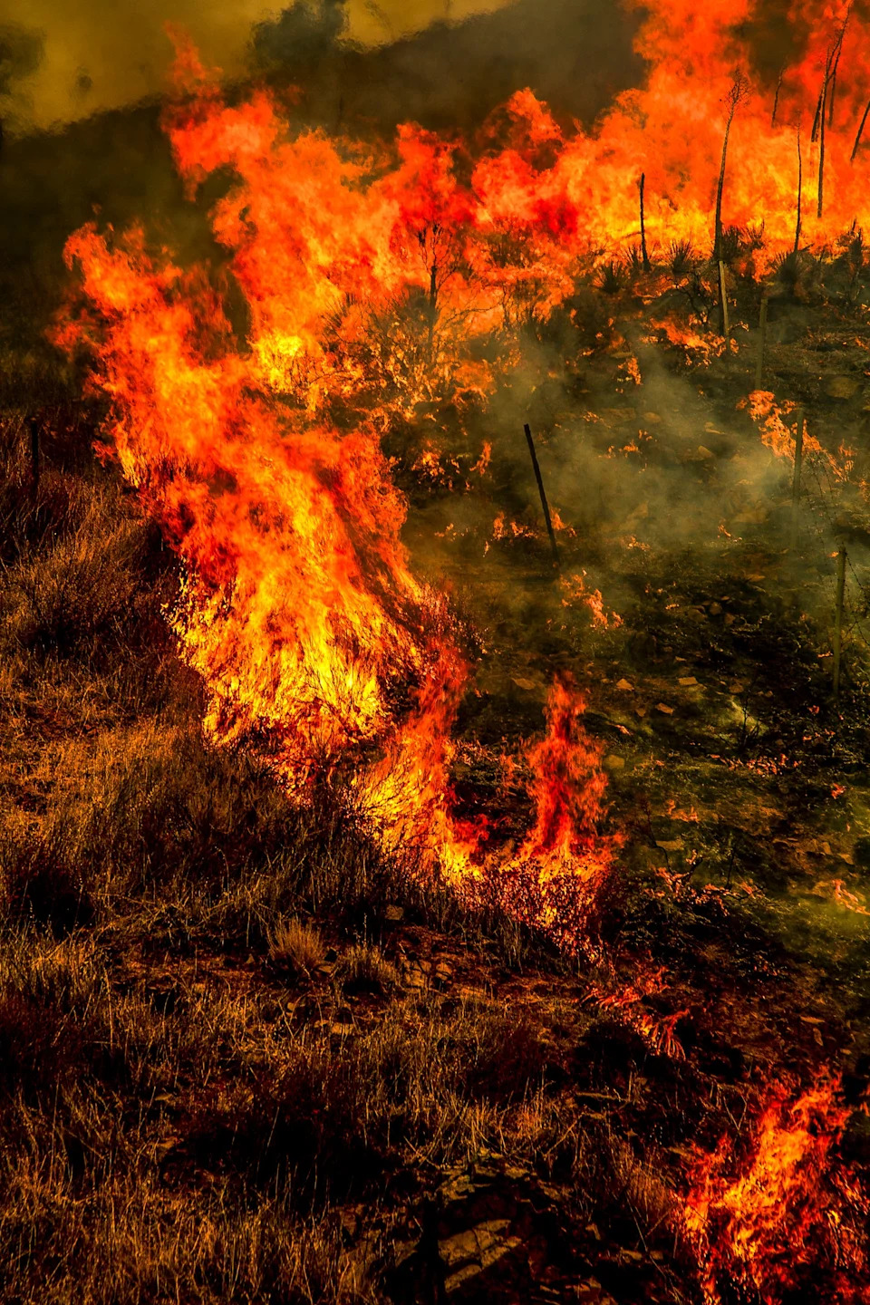 Gifford Fire burns 30,000 acres in Los Padres National Forest on August 2, 2025. Flames sweep through rugged terrain near Santa Maria, California, forcing evacuations and endangering nearby communities and wildlife.