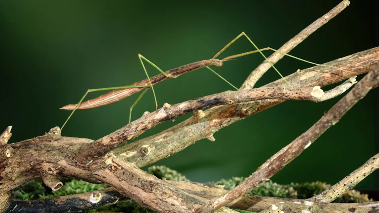 People Can’t Get Over the Size of New Stick Insect Species Found in Australia
