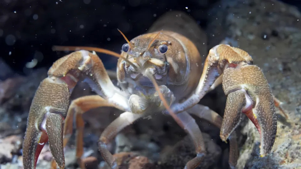 The signal crayfish that is found in Crater Lake.