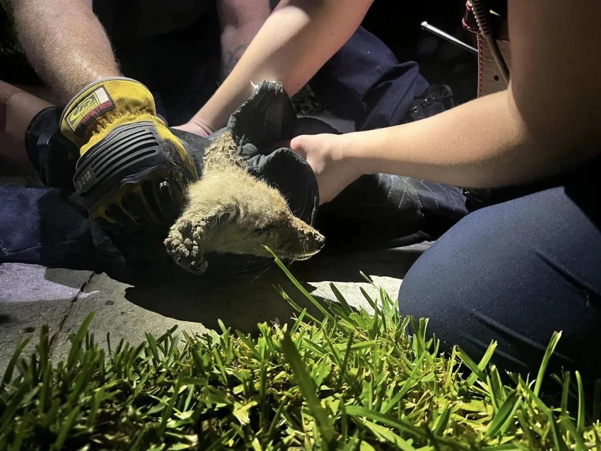 Look: 'Puppy' trapped in Florida drain pipe turns out to be a fox