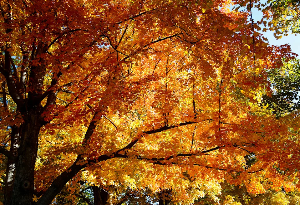 Here's when fall colors are likely to appear in Missouri