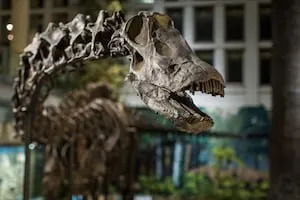 Carnegie Museum of Natural History hosting unique networking event for young professionals