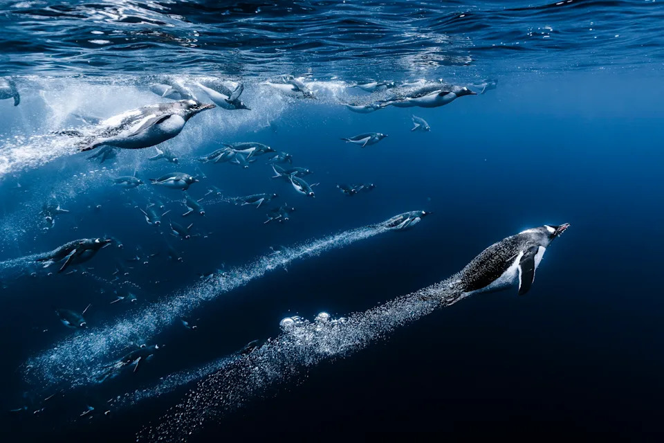 Dozens of penguins swim underwater, leaving trails of bubbles.