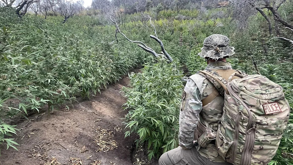 Thousands of illegal hidden marijuana plants removed from national park along with gun, dangerous chemicals