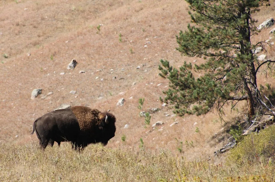 A bull bison grazes on Oct. 6, 2024, in Wind Cave National Park. (Seth Tupper/South Dakota Searchlight)
